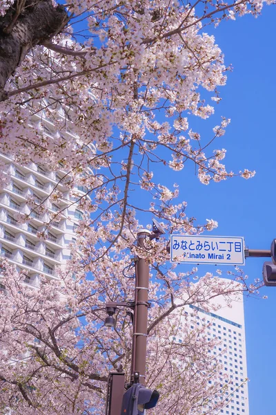 Sakura Yokohama Minato Mirai Dachy Pełnym Rozkwitem — Zdjęcie stockowe