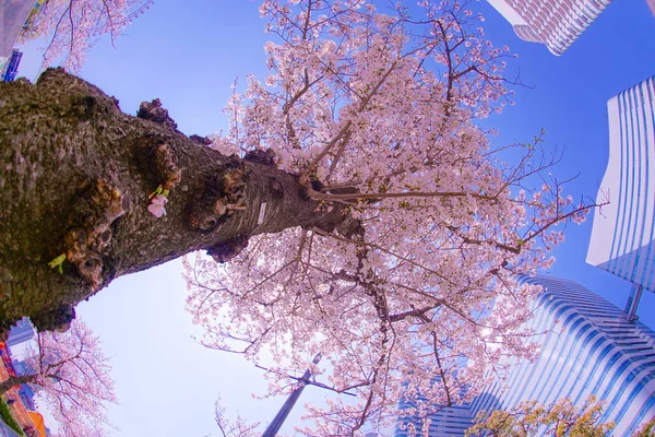 Sakura Yokohama Minato Mirai Tejados Plena Floración — Foto de Stock