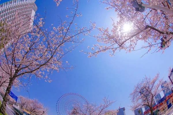 Sakura Yokohama Minato Mirai Daken Van Volle Bloei — Stockfoto