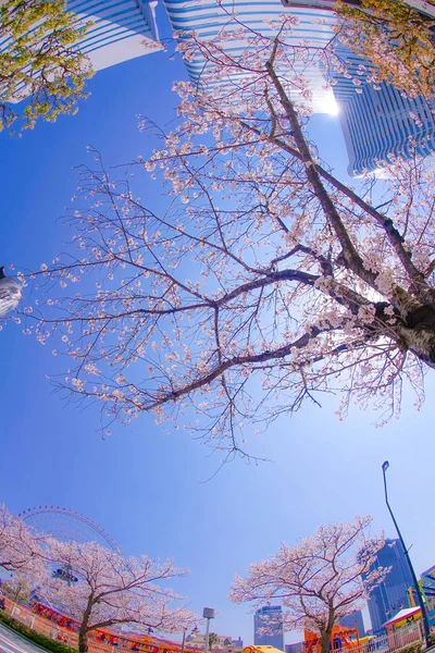 Sakura Yokohama Minato Mirai Tejados Plena Floración — Foto de Stock