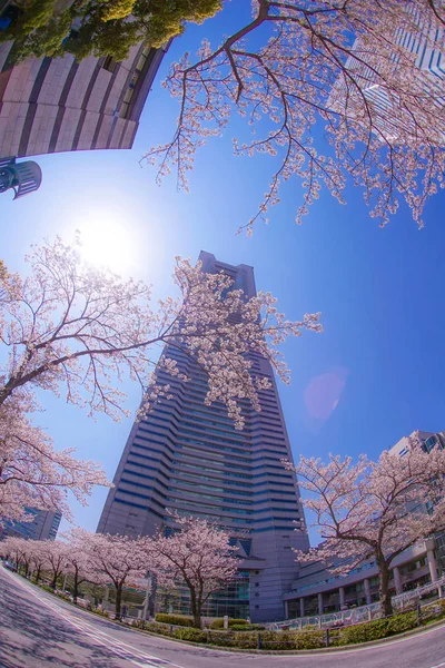 Sakura Och Yokohama Minato Mirai Hustak Full Blom — Stockfoto