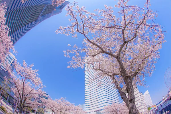 Sakura Und Yokohama Minato Mirai Dächer Voller Blüte — Stockfoto