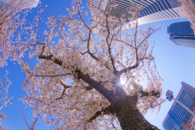 Sakura ve Yokohama Minato Mirai 'nin çiçeklenmiş çatıları.
