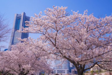 Sakura ve Yokohama Minato Mirai 'nin çiçeklenmiş çatıları.