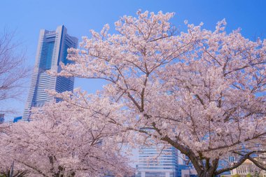 Sakura ve Yokohama Minato Mirai 'nin çiçeklenmiş çatıları.