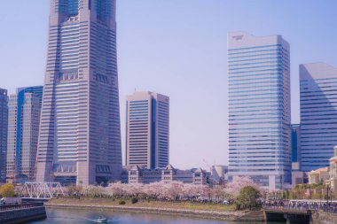 Sakura ve Yokohama Minato Mirai 'nin çiçeklenmiş çatıları.