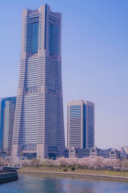 Sakura ve Yokohama Minato Mirai 'nin çiçeklenmiş çatıları.