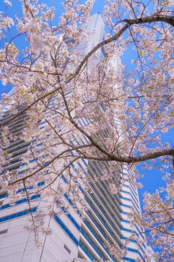 Sakura ve Yokohama Minato Mirai 'nin çiçeklenmiş çatıları.