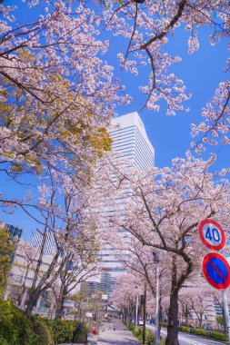 Sakura ve Yokohama Minato Mirai 'nin çiçeklenmiş çatıları.