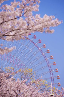 Sakura ve Yokohama Minato Mirai 'nin çiçeklenmiş çatıları.