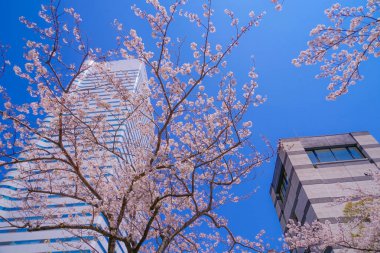 Sakura ve Yokohama Minato Mirai 'nin çiçeklenmiş çatıları.