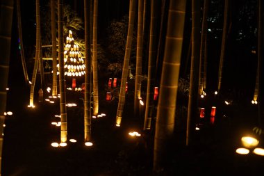 Bambu ormanı aydınlanıyor (Vatandaşın küçük masa kalesi ormanı)