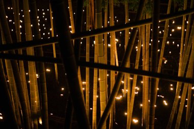 Bambu ormanı aydınlanıyor (Vatandaşın küçük masa kalesi ormanı)