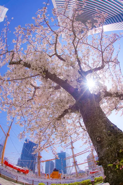 Sakura Yokohama Minato Mirai Rooftops Full Bloom — Stock Photo, Image