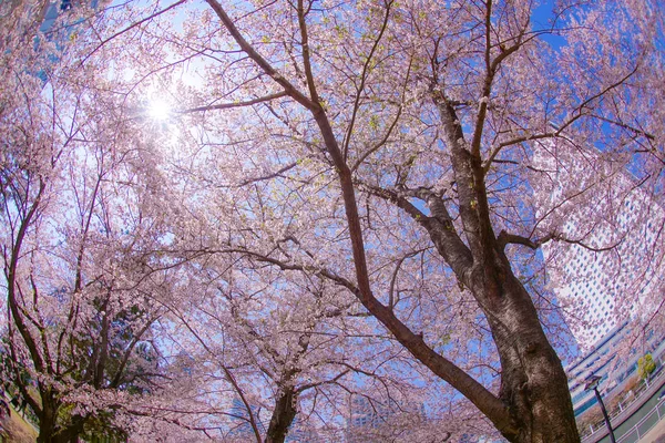 Sakura Και Yokohama Minato Mirai Στέγες Πλήρη Άνθιση — Φωτογραφία Αρχείου