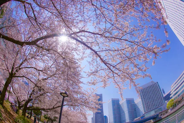 Sakura Und Yokohama Minato Mirai Dächer Voller Blüte — Stockfoto