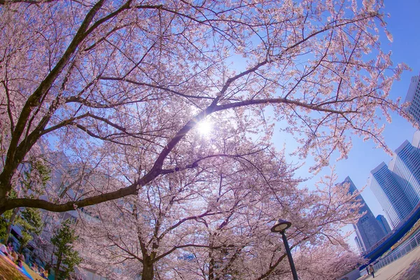 Sakura Yokohama Minato Mirai Dachy Pełnym Rozkwitem — Zdjęcie stockowe