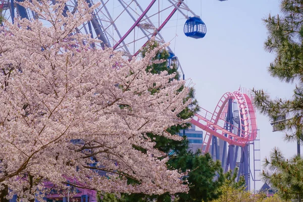 Sakura Yokohama Minato Mirai Nin Çiçeklenmiş Çatıları — Stok fotoğraf