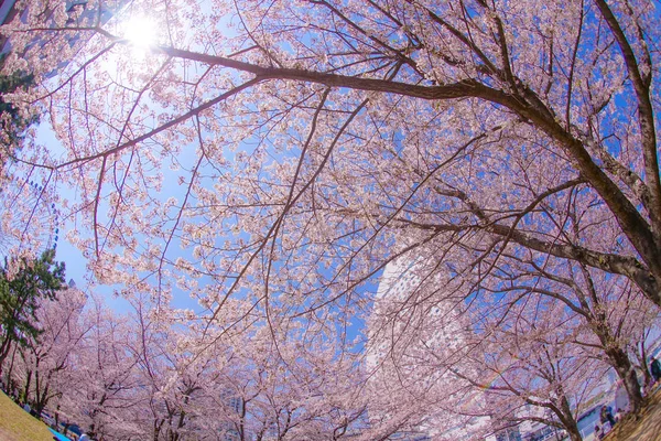 Sakura Και Yokohama Minato Mirai Στέγες Πλήρη Άνθιση — Φωτογραφία Αρχείου