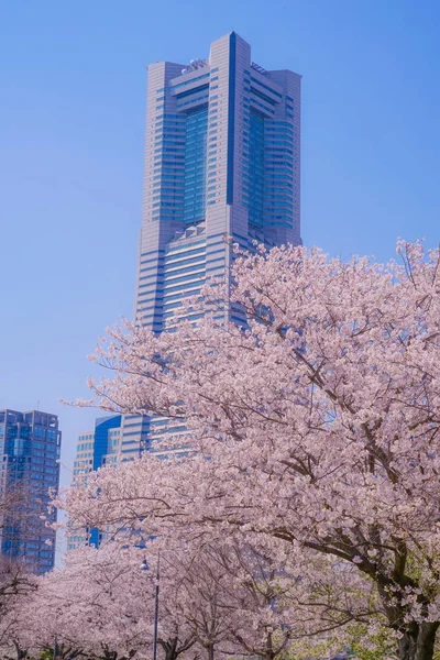 Sakura Och Yokohama Minato Mirai Hustak Full Blom — Stockfoto