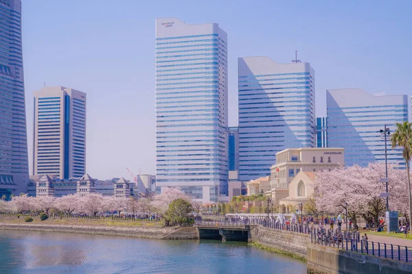 Sakura Och Yokohama Minato Mirai Hustak Full Blom — Stockfoto