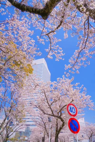 Sakura Yokohama Minato Mirai Nin Çiçeklenmiş Çatıları — Stok fotoğraf