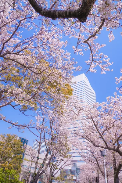 Sakura Yokohama Minato Mirai Daken Van Volle Bloei — Stockfoto