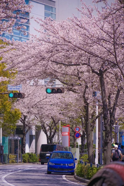 満開の桜と横浜みなとみらいの屋根 — ストック写真