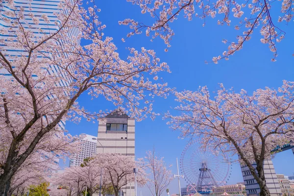 Sakura Και Yokohama Minato Mirai Στέγες Πλήρη Άνθιση — Φωτογραφία Αρχείου