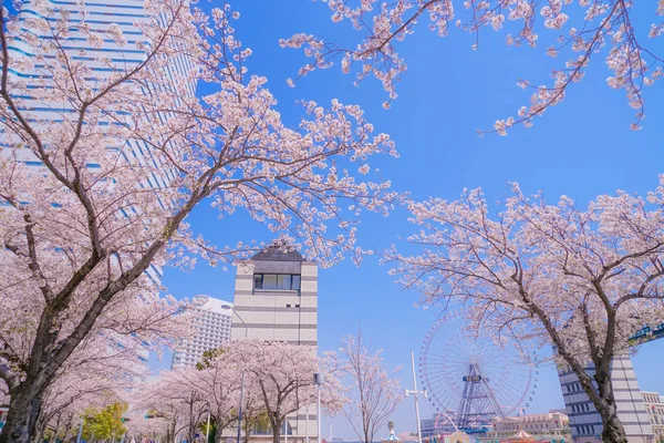 Sakura Yokohama Minato Mirai Dachy Pełnym Rozkwitem — Zdjęcie stockowe