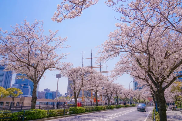 Sakura Yokohama Minato Mirai Dachy Pełnym Rozkwitem — Zdjęcie stockowe