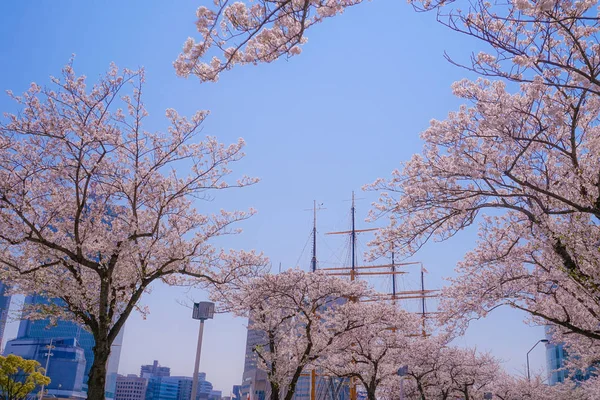 Sakura Yokohama Minato Mirai Tejados Plena Floración — Foto de Stock