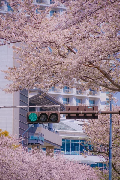 満開の桜と横浜みなとみらいの屋根 — ストック写真