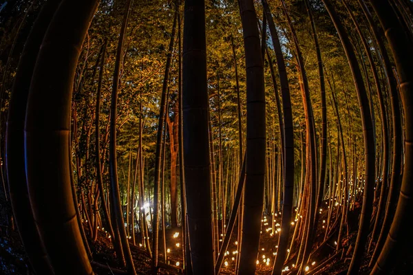 Μπαμπού Δάσος Φως Μικρό Γραφείο Κάστρο Δάσος Των Πολιτών — Φωτογραφία Αρχείου