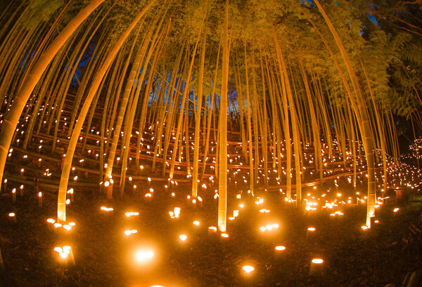 Загорается бамбуковый лес
)