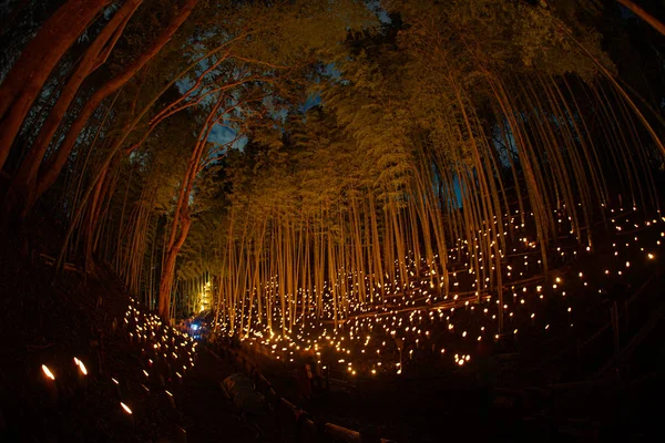 Bambusskogen Lyser Opp Smått Skrivebord Borgerskog – stockfoto