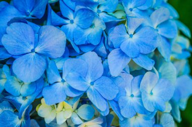 Mavi ortanca ve taze yeşil