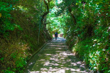 Kamakura sokakları taze yeşille kaplanmış.