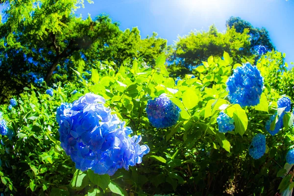 Blå Hortensia Och Färsk Grön — Stockfoto