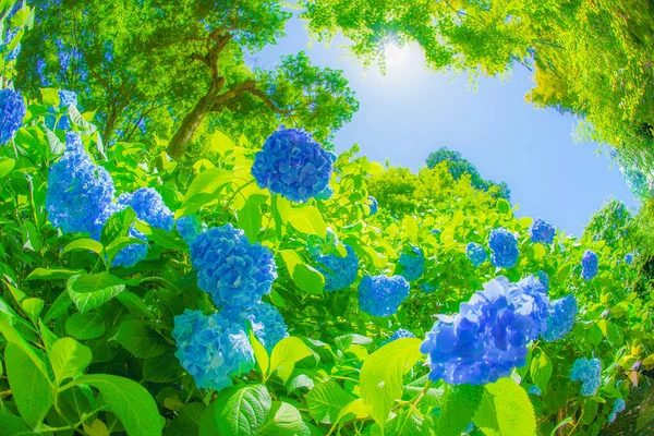 Hortensia Azul Verde Fresco —  Fotos de Stock