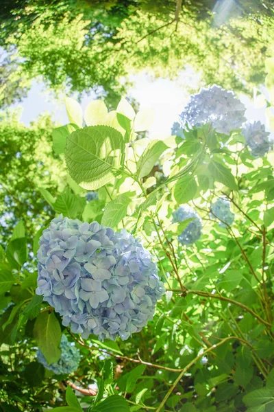 Modrá Hortenzie Čerstvá Zelená — Stock fotografie
