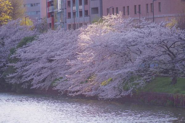 桜と都市の東京市ヶ谷 — ストック写真