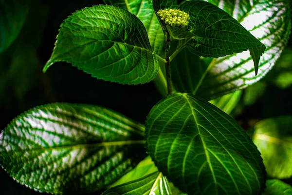 Зеленые Листья Лиственные Изображения — стоковое фото