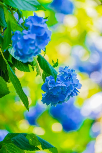 Blue Hydrangea Fresh Green — Stock Photo, Image