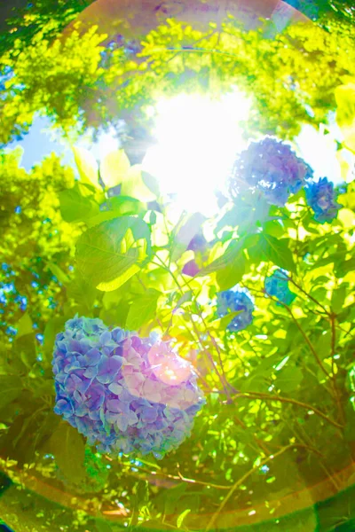 Blauwe Hortensia Fris Groen — Stockfoto