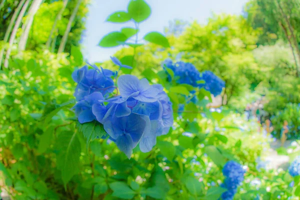 Modrá Hortenzie Čerstvá Zelená — Stock fotografie