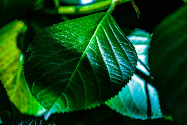 Groene Bladeren Van Hardhout Afbeelding — Stockfoto