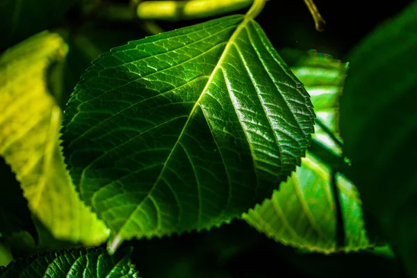 Foglie Verdi Legno Duro Immagine — Foto Stock