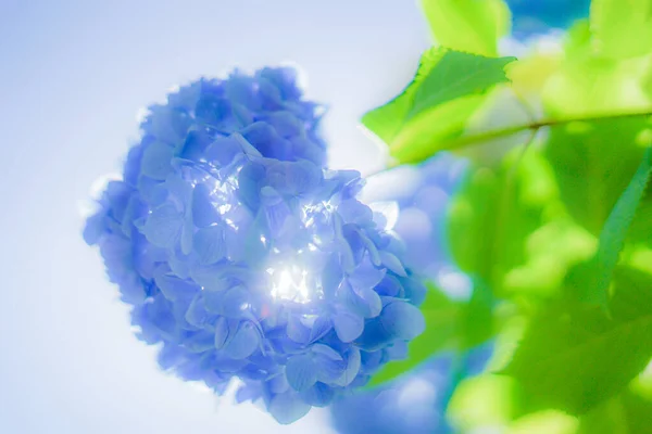 Niebieski Hortensja Świeży Zielony — Zdjęcie stockowe