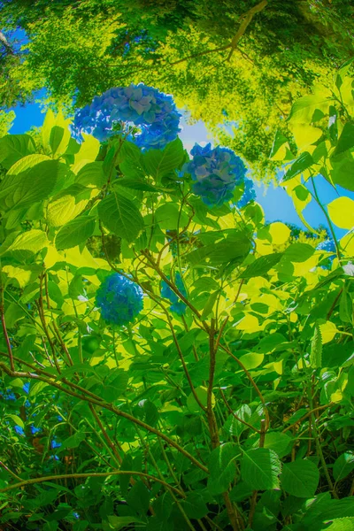 Hortênsia Azul Verde Fresco — Fotografia de Stock